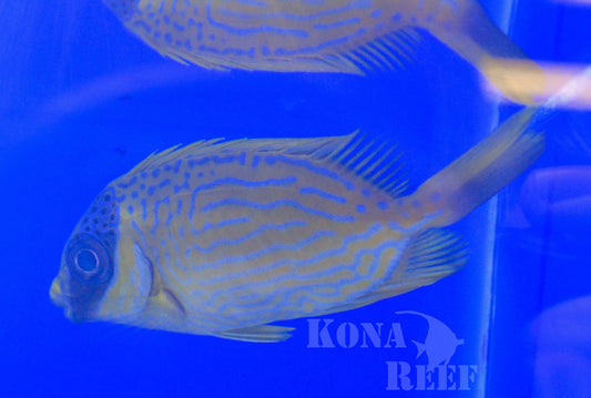 Blue Lined Rabbitfish