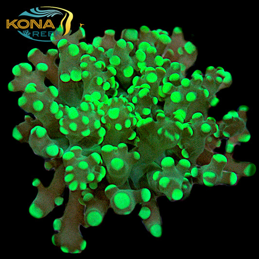 Green Octospawn Euphyllia Frag