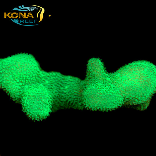 Neon Green Branching Psammacora Frag