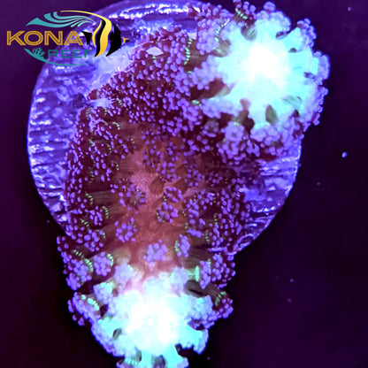 Purple Stylophora Frag