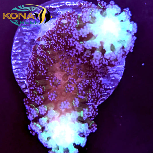 Purple Stylophora Frag