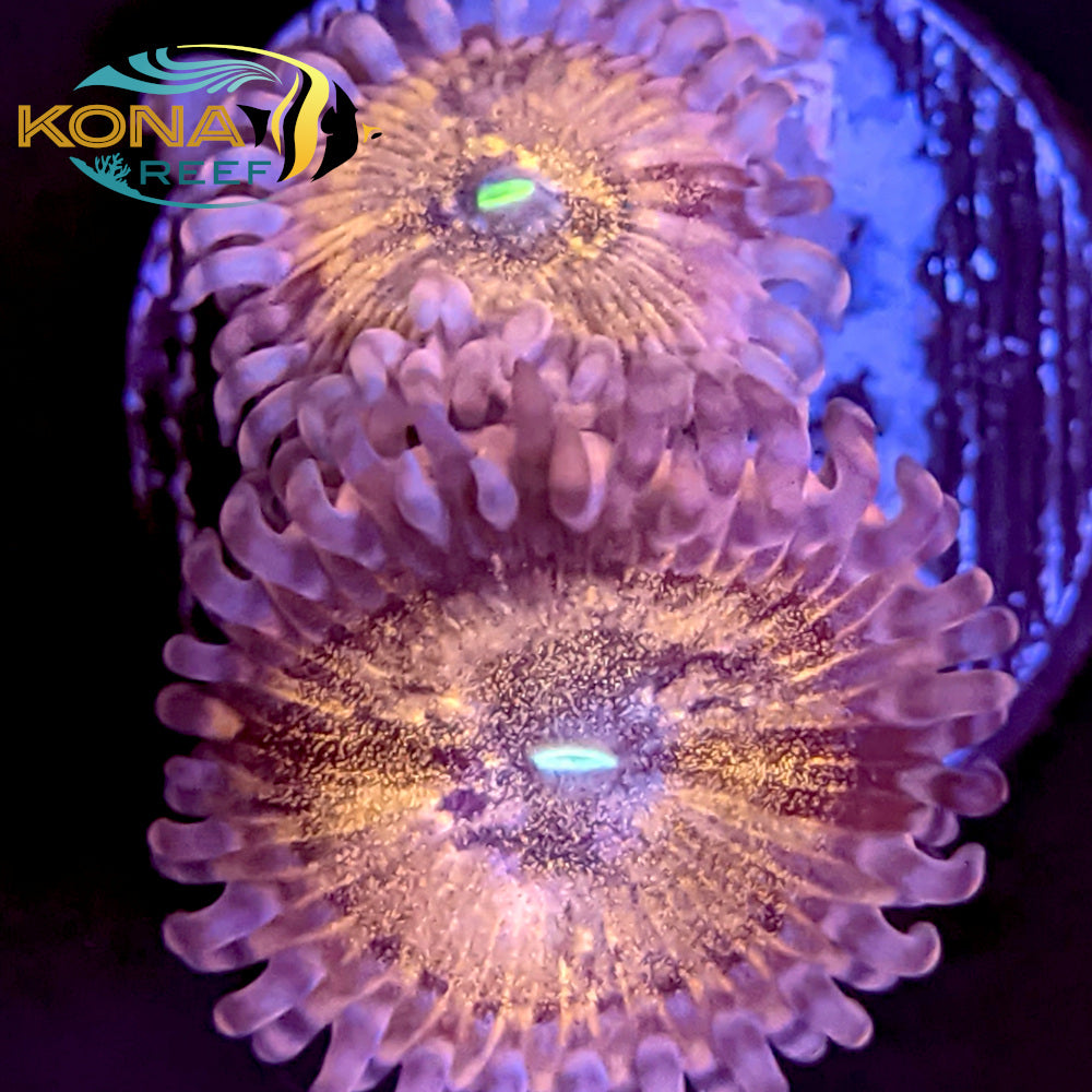 Stardust Palythoa Frag