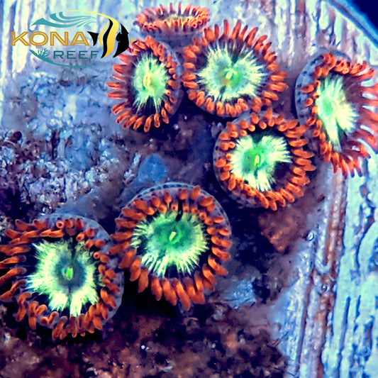 Firestorm Zoanthid Frag