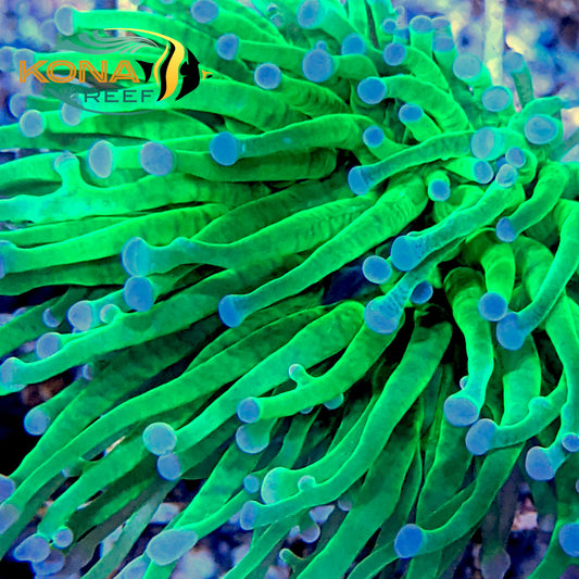 Blue Tip Green Torch Euphyllia Frag
