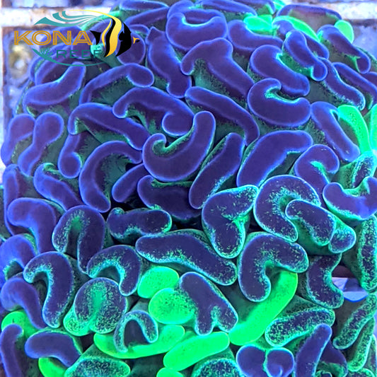 Marbled Hammer Euphyllia Frag