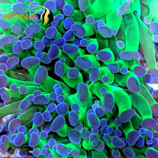 Green Frogspawn Euphyllia Frag