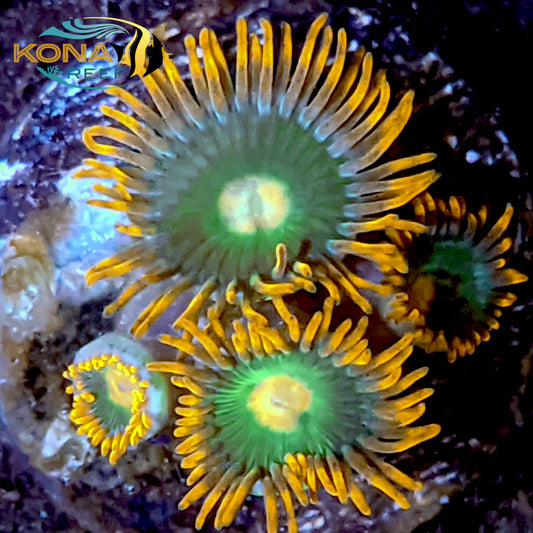 Gatorade Zoanthid Frag