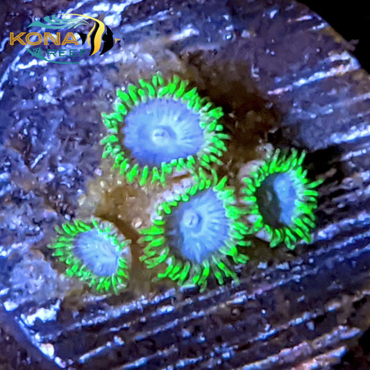 Blueberry Rhino Zoanthid Frag