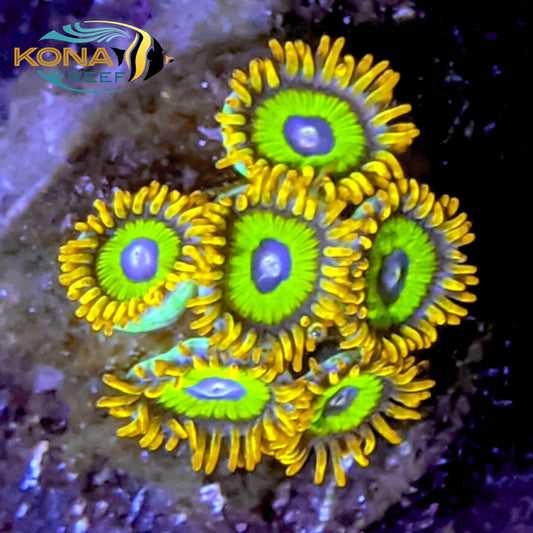 Fruit Loops Zoanthid Frag