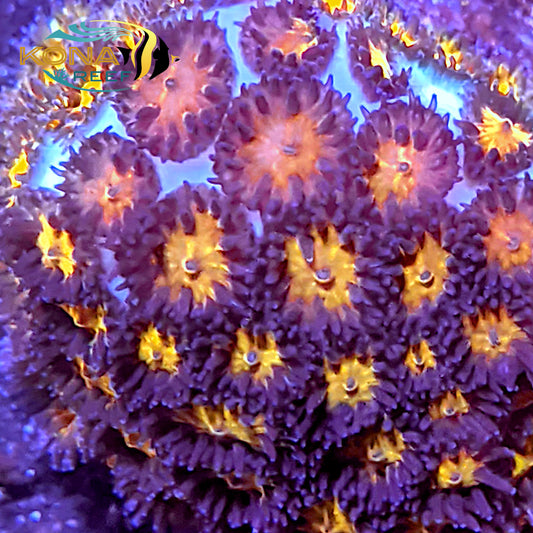 Orange and Purple Leptastrea Frag