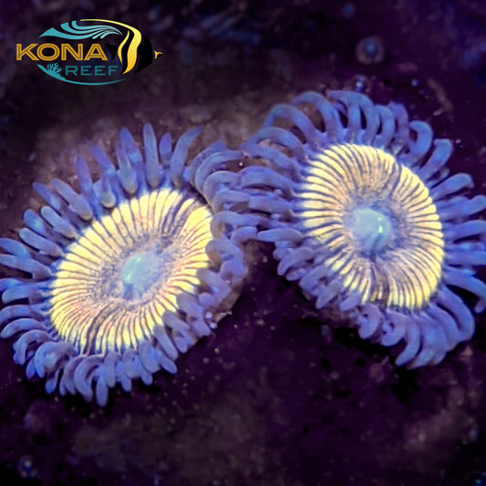 Gold Medallion Palythoa Frag