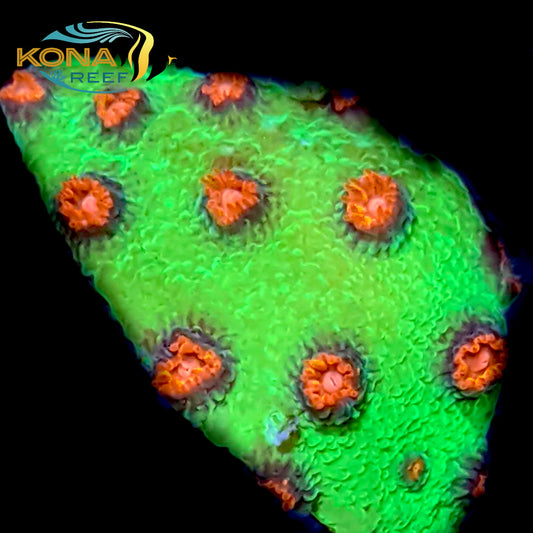 Alien Pox Cyphastrea Frag
