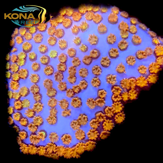 Fruity Pebbles Montipora Frag