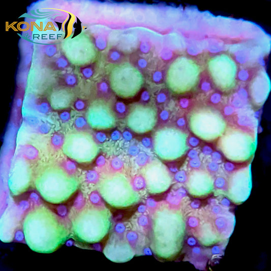 Blue Eyed Granny Montipora Frag