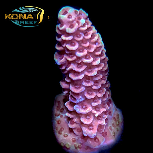 Raspberry Millepora Frag