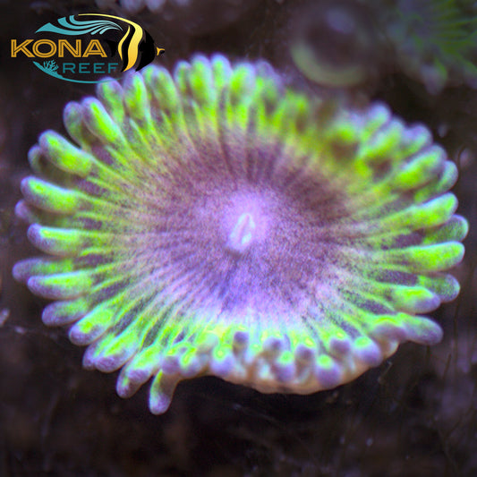Purple and Green Palythoa Frag
