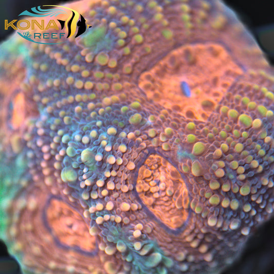 Yellow eye Echinata Frag