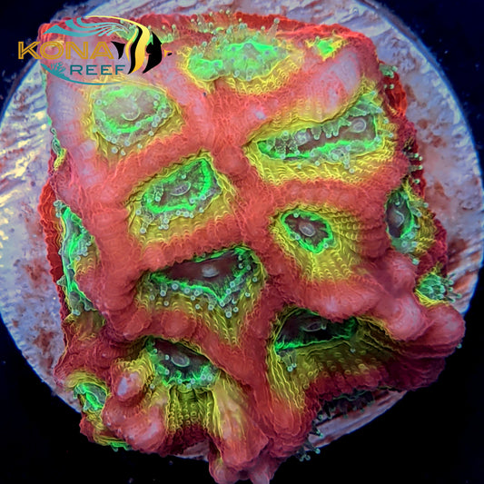 Dayglo Favia Frag
