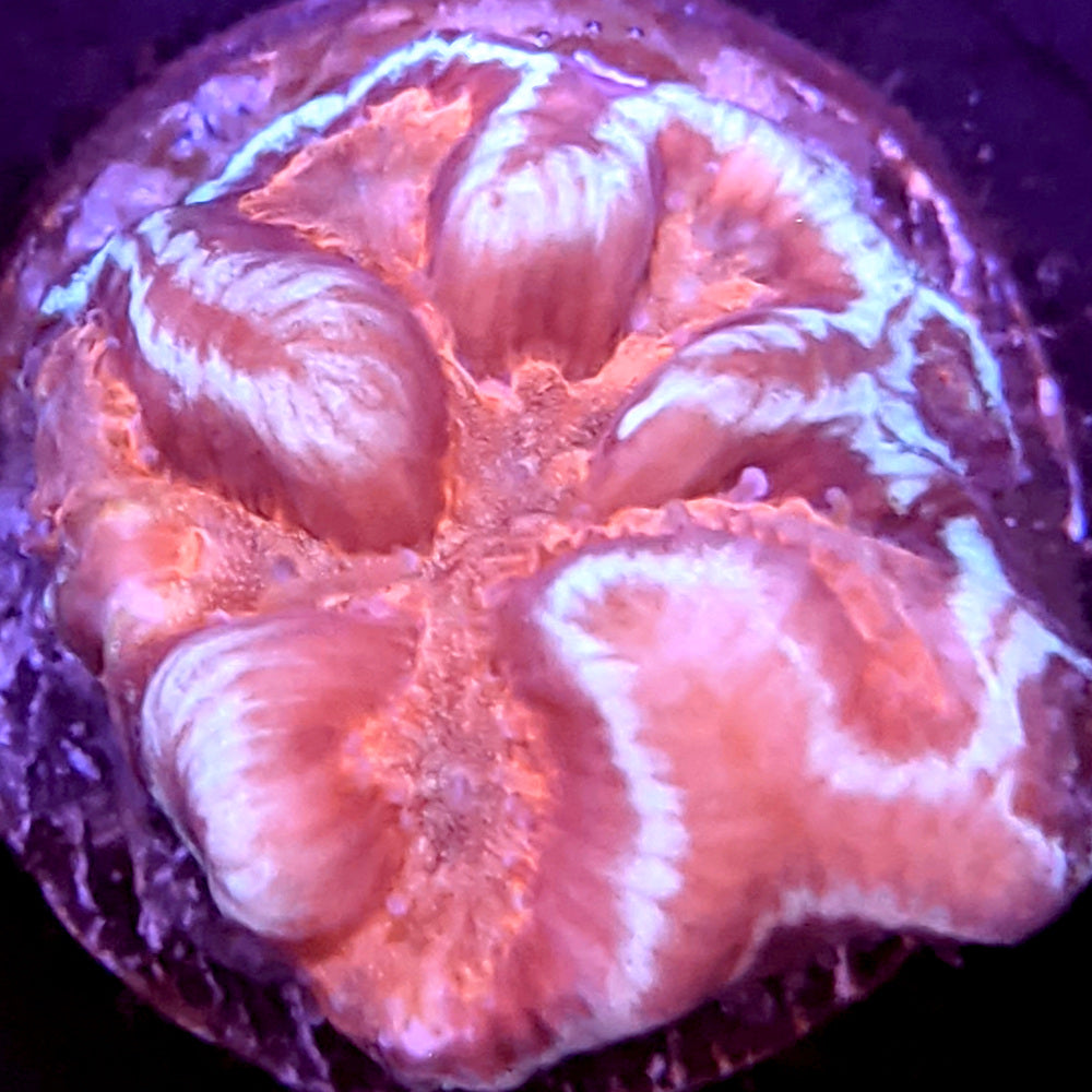 Butterscotch Blue Platygyra Frag