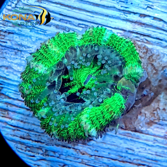 Green "Acan" Micromussa Lordhowensis Frag