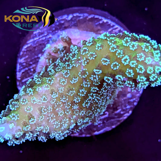 Green Stylophora Frag