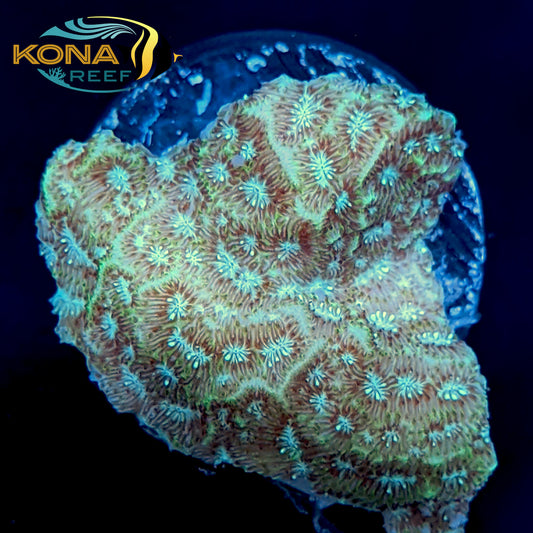 Mr.Freeze Leptoseris Frag