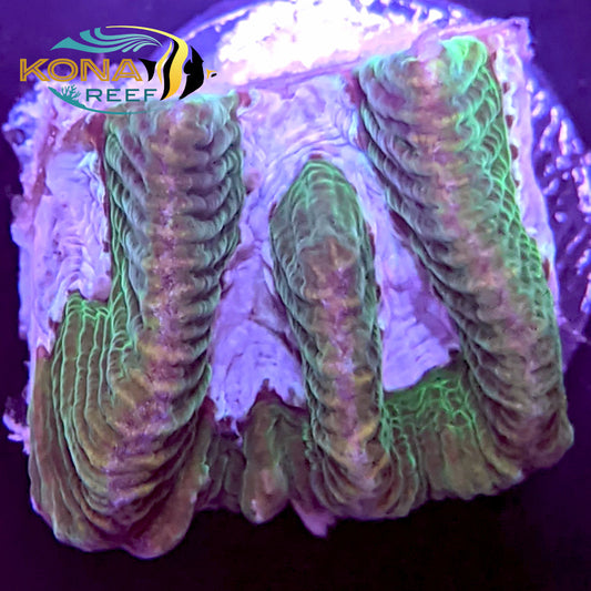 Purple River Platygyra Frag