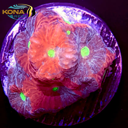 Red and Purple War Favia Frag