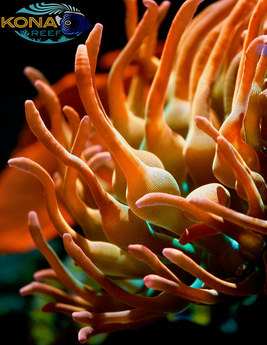 Rainbow Bubble Tip Anemone