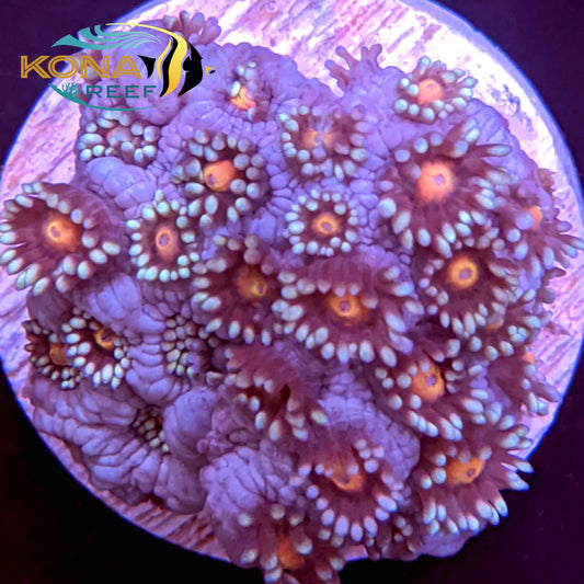 Solstice Flowerpot Goniopora Frag